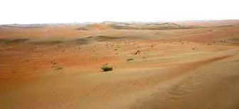 Saudi vegetation