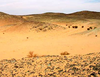 Saudi vegetation