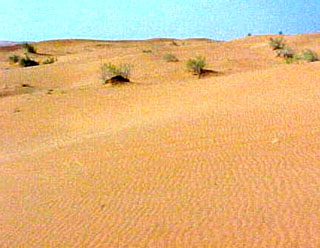 Saudi vegetation