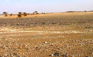 Saudi vegetation