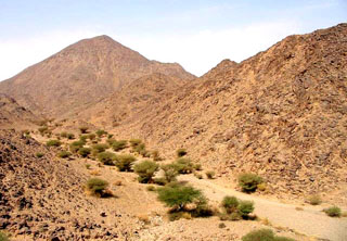 Saudi vegetation