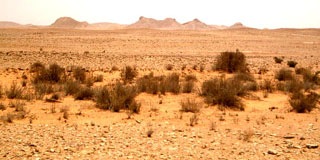 Saudi vegetation