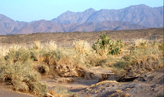 Saudi vegetation