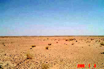 Saudi vegetation