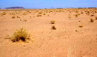 Saudi vegetation