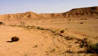 Saudi vegetation