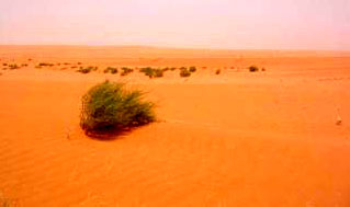 Saudi vegetation