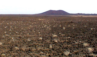 Saudi vegetation