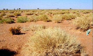 Saudi vegetation