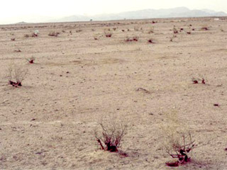 Saudi vegetation