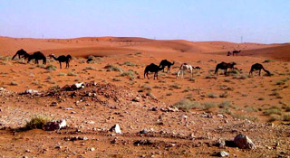 Saudi vegetation