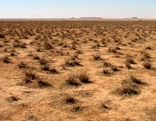 Saudi vegetation