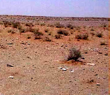 Saudi vegetation