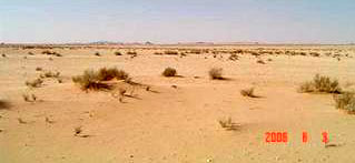 Saudi vegetation