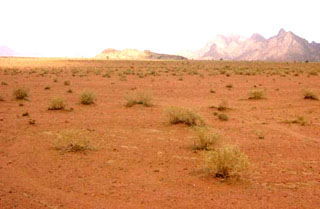 Saudi vegetation