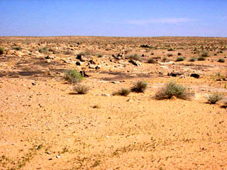 Saudi vegetation