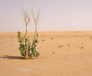 Saudi vegetation