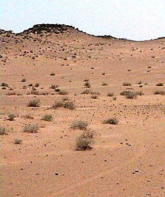 Saudi vegetation