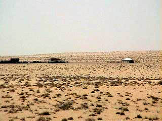 Saudi vegetation