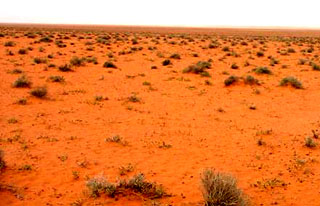 Saudi vegetation