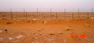 Saudi vegetation