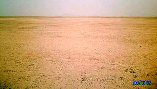 Saudi vegetation