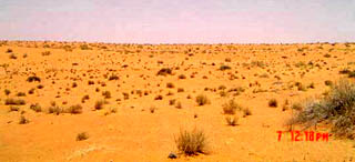 Saudi vegetation