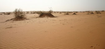 Saudi vegetation