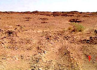 Saudi vegetation