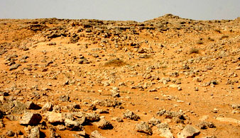 Saudi vegetation