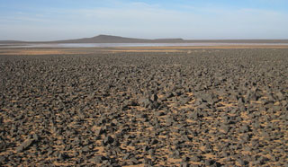 Saudi vegetation