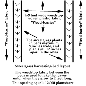 Sweetgrass bed