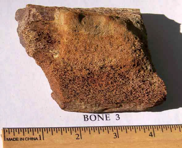 fossil bone