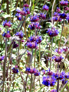 wildflowers