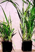 SWEETGRASS (Hierochloe odorata) growing information