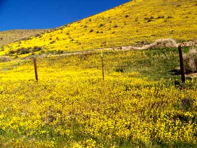 Coreopsis