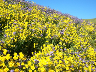 wildflowers