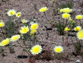 Desert dandelion