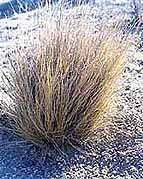 Desert stipa