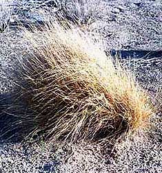 Desert stipa