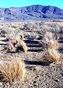 Desert stipa