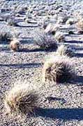 Desert stipa