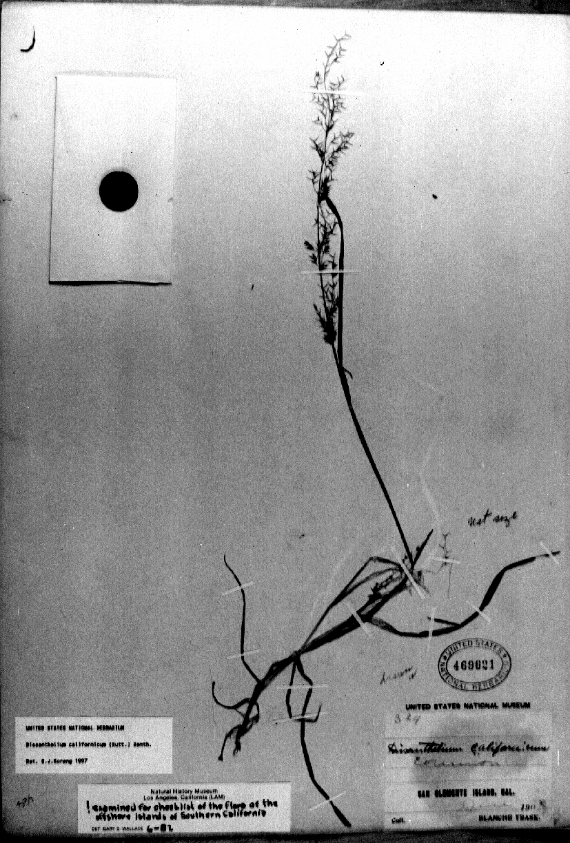 Dissanthelium californicum