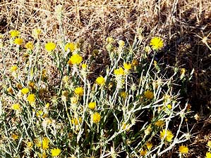 star thistle