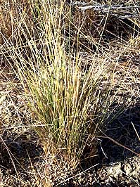 Project sets Native Grass restoration cost at $225,000 per acre!