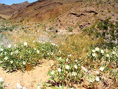 Lake Mead dunes