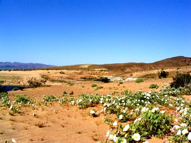 Lake Mead dunes