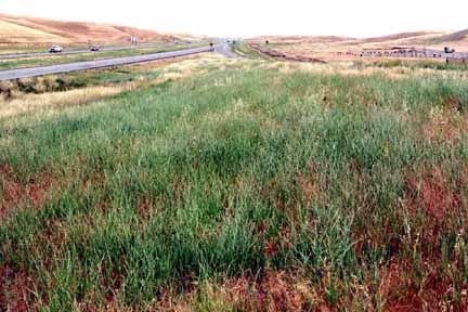 star thistle