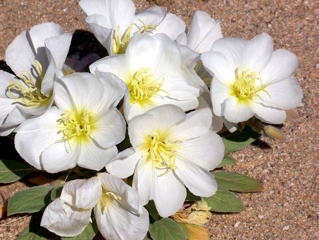 Dune primrose