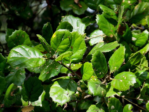 Oak leaves